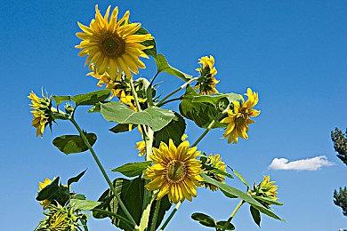 Atlus《女神异闻录5R》官方PC系统配置要求公布